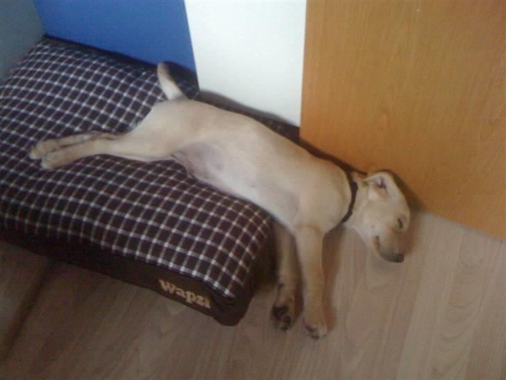 Labrador retriever Jamy billede 7
