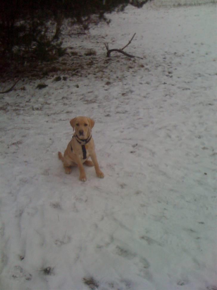 Labrador retriever Jamy billede 9