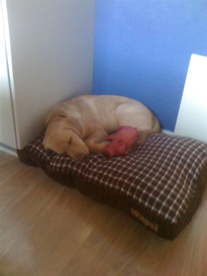 Labrador retriever Jamy billede 10