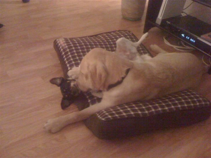Labrador retriever Jamy billede 11