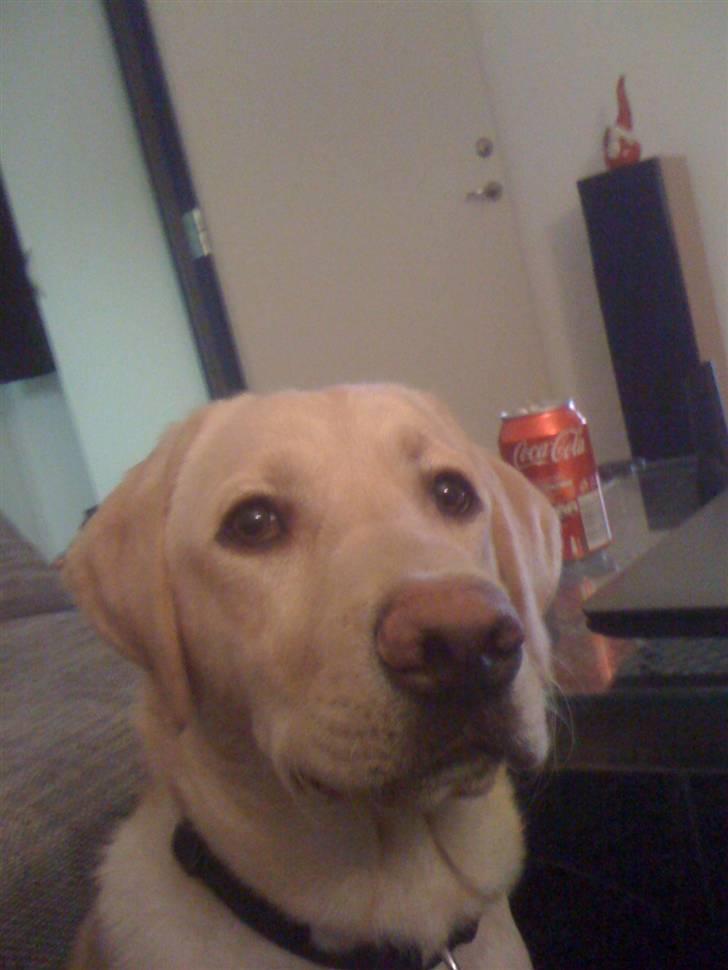 Labrador retriever Jamy billede 12