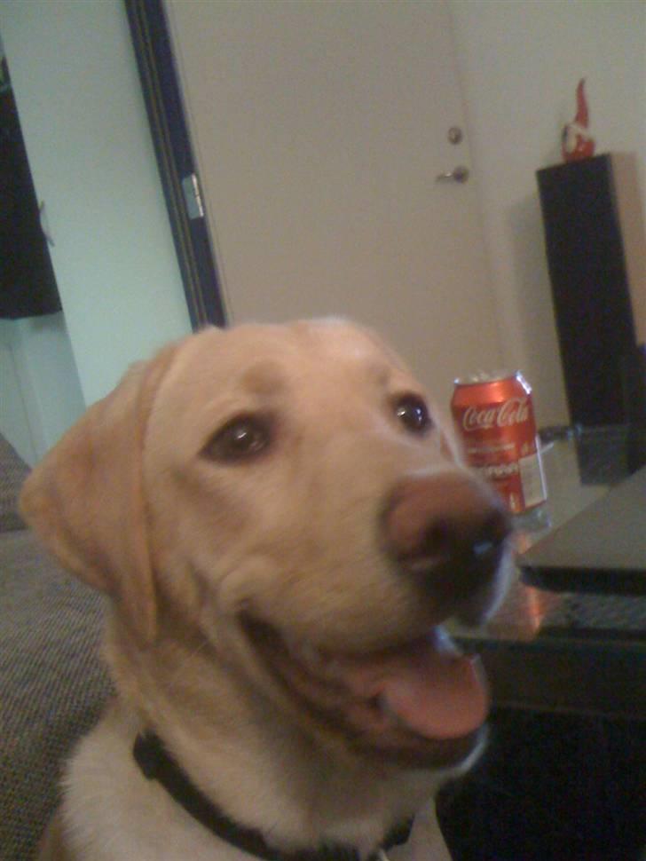 Labrador retriever Jamy billede 13