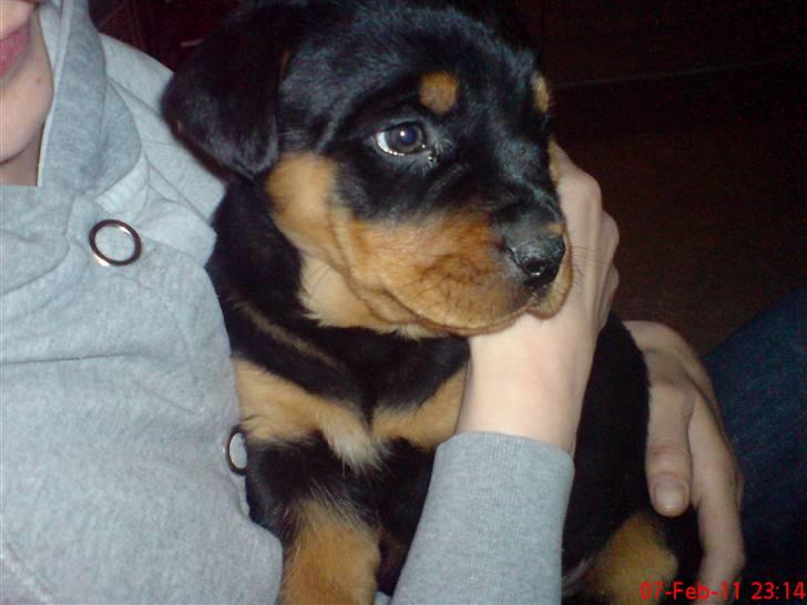 Rottweiler Louis - Dejligt med lidt hygge hos Mor billede 1