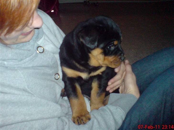 Rottweiler Louis billede 2