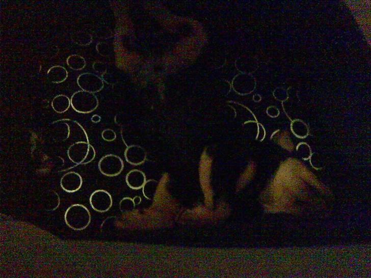 Rottweiler Louis - Skønt med en stor ny seng billede 3