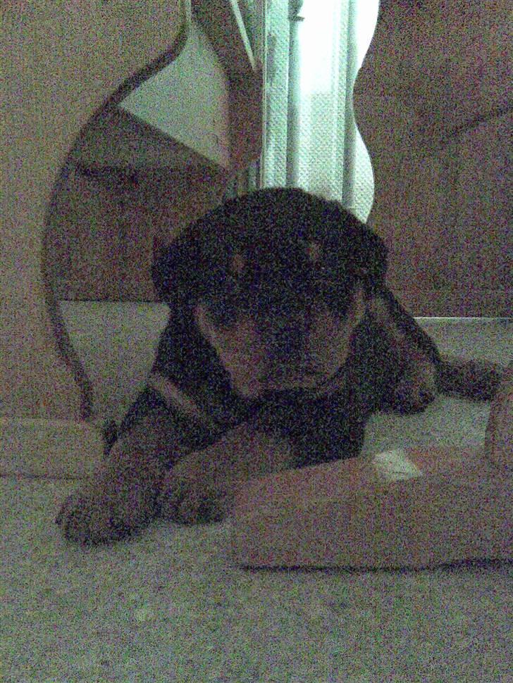 Rottweiler Louis - Træt efter en lang tur hjem billede 4