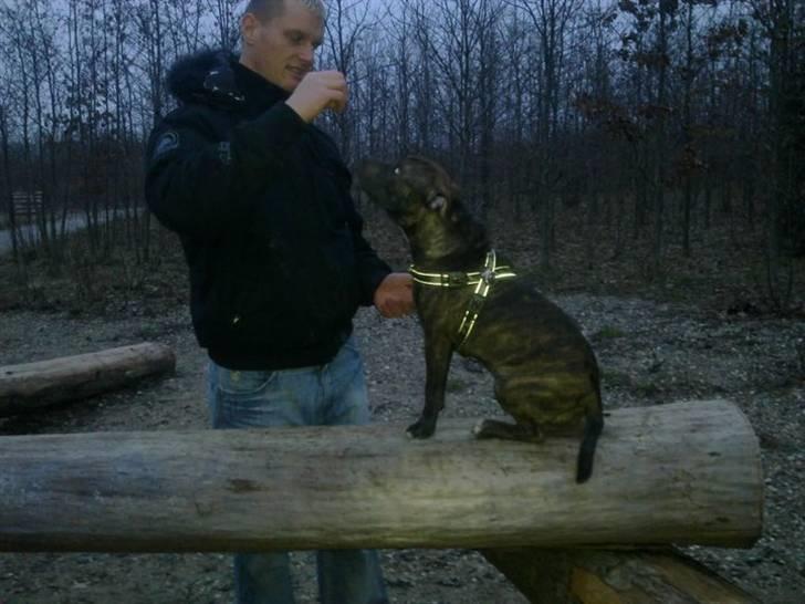 Staffordshire bull terrier Kayser - 7mdr gammel  billede 10