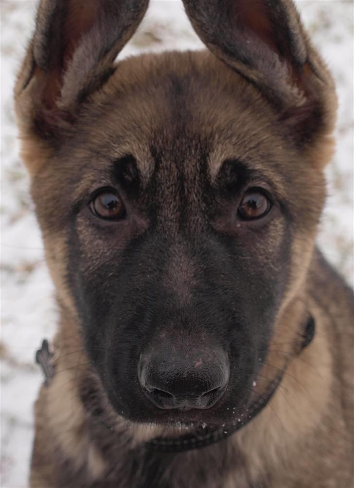 Schæferhund Tamhøjs Jamie - Allerede god til at tage øjenkontakt;) billede 10