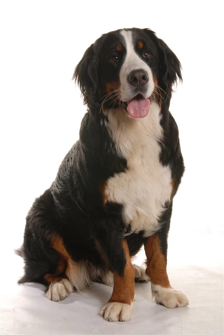Berner sennenhund Luna billede 1