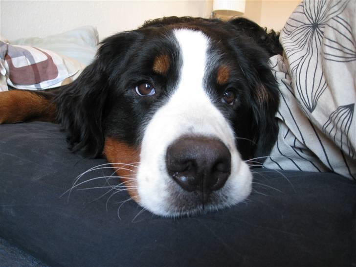 Berner sennenhund Luna billede 2
