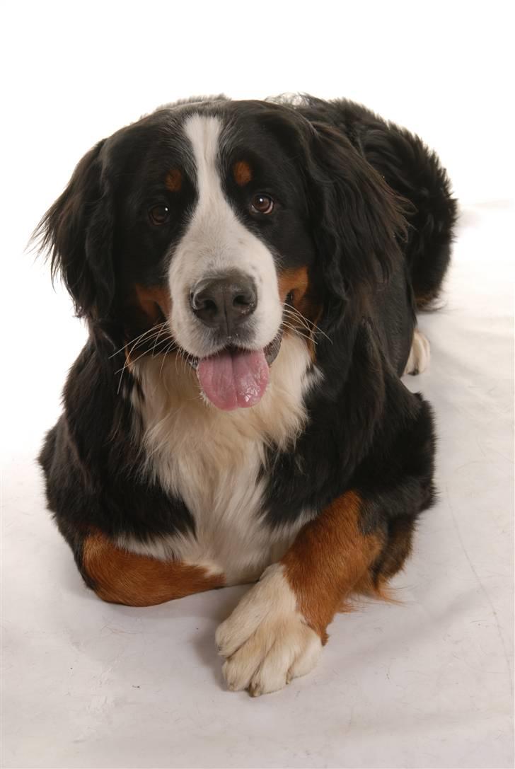 Berner sennenhund Luna billede 3