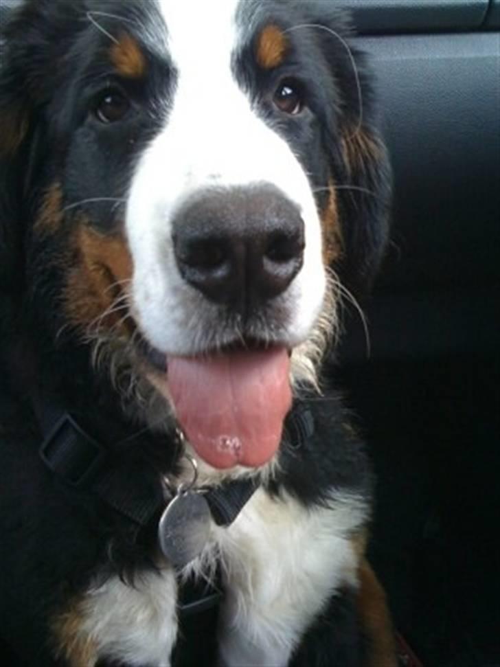 Berner sennenhund Luna billede 4