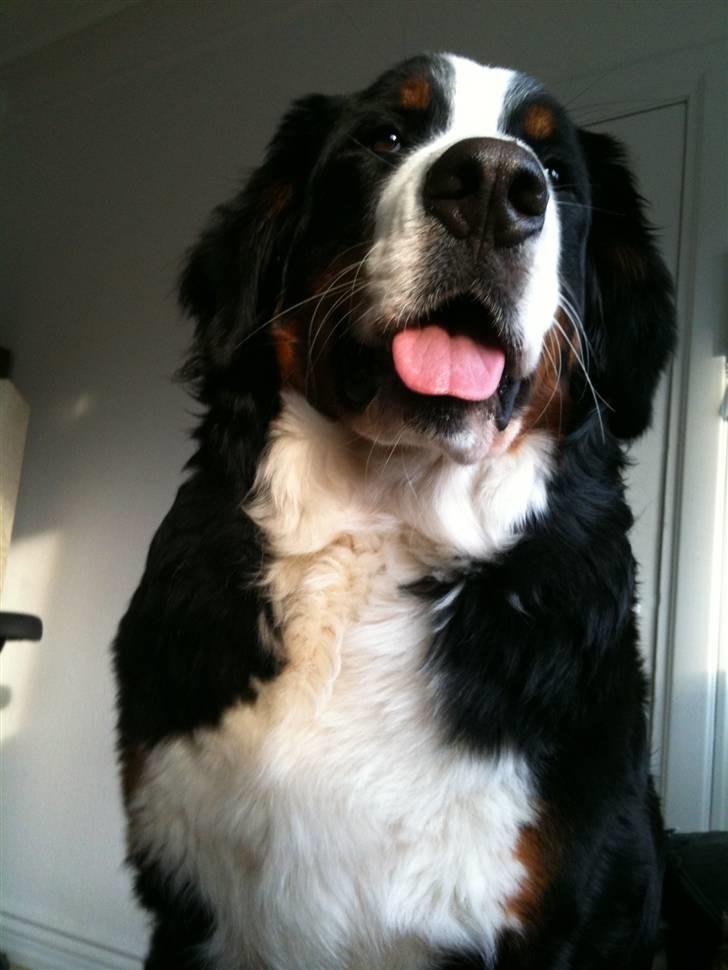 Berner sennenhund Luna billede 5