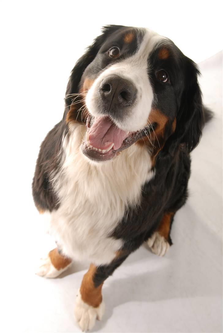 Berner sennenhund Luna billede 6