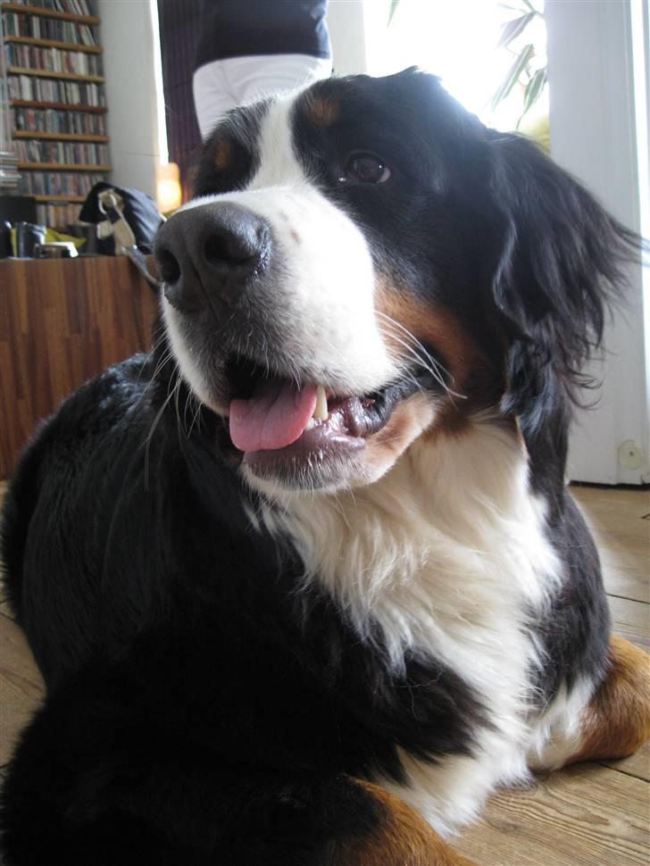 Berner sennenhund Luna billede 8