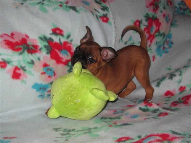 Griffon petit brabancon *~ Thea ~* R.I.P  - Thea og frøen, som Paya gerne deler! :o) 08.02.11 billede 18
