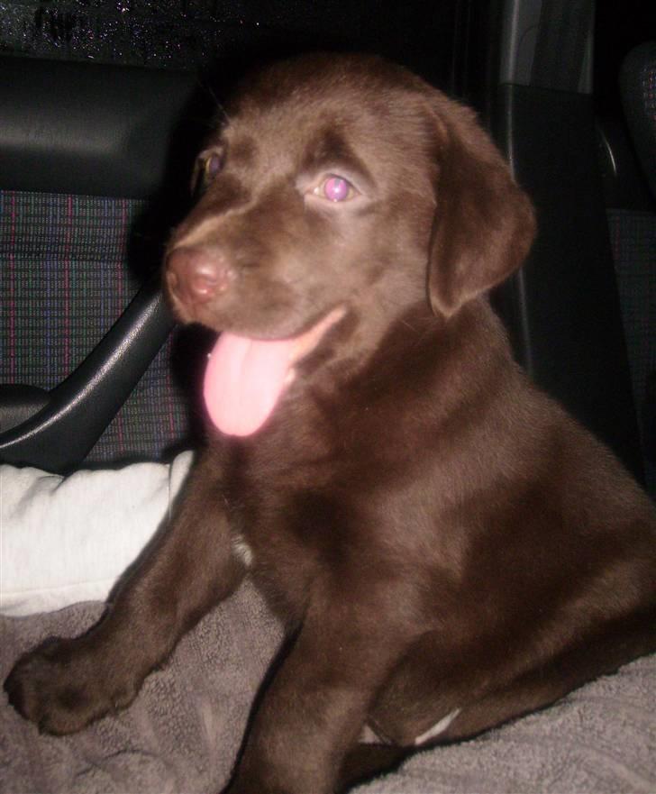 Labrador retriever Nellie<3. - velkommen til Nellie´s profil. her er hun 8 uger, og vi er på vej hjem til hendes nye hjem. billede 1