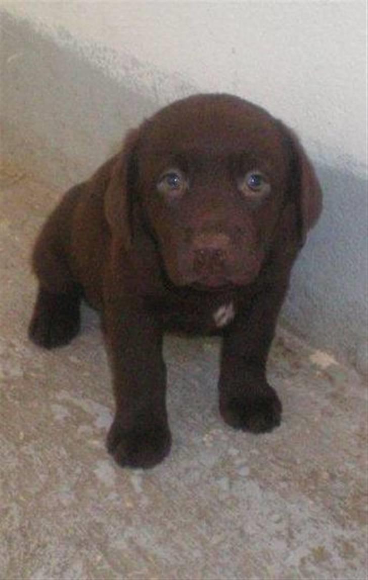 Labrador retriever Nellie<3. - 7 uger gammel. billede 2