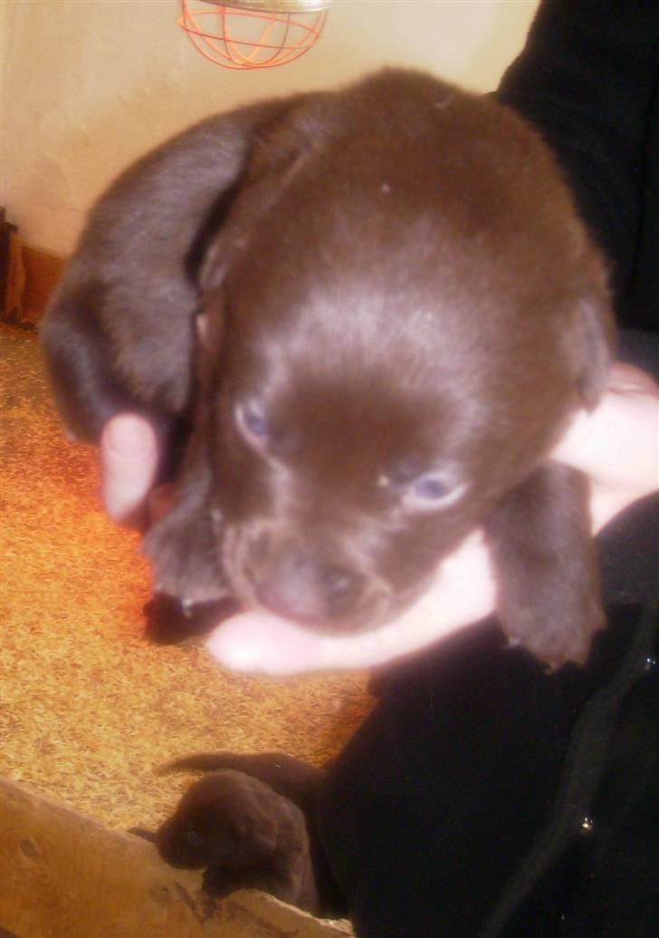 Labrador retriever Nellie<3. billede 3