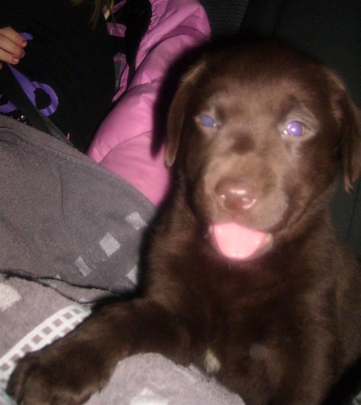 Labrador retriever Nellie<3. - 8 uger gammel. søde hund :-)<3. billede 4