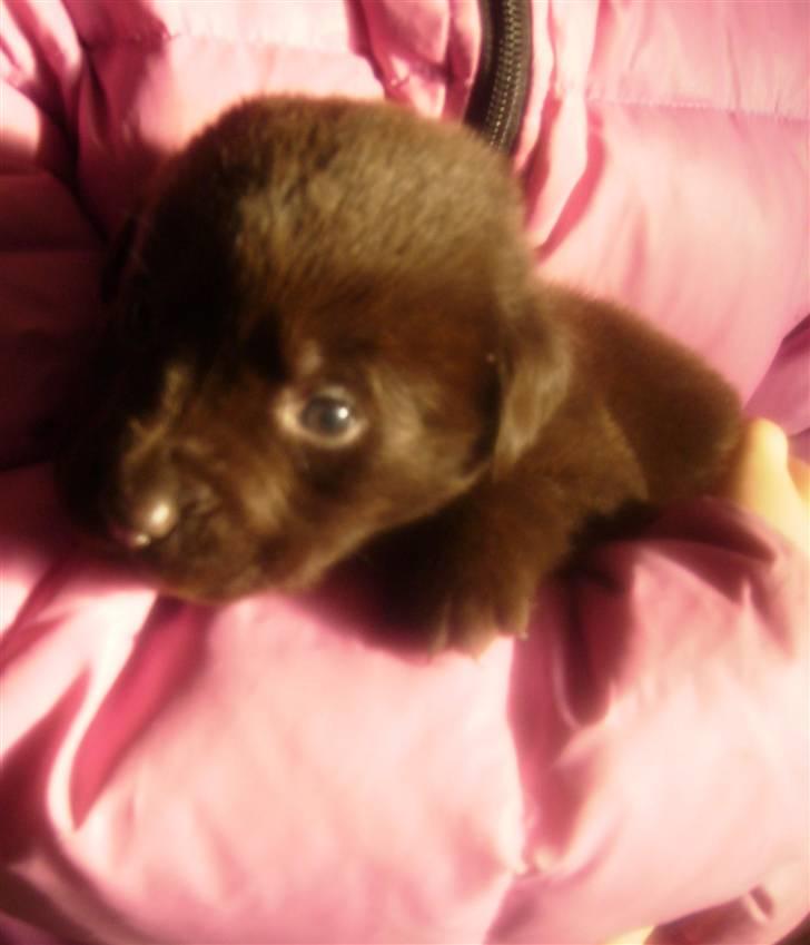 Labrador retriever Nellie<3. - 2 uger gammel. billede 5