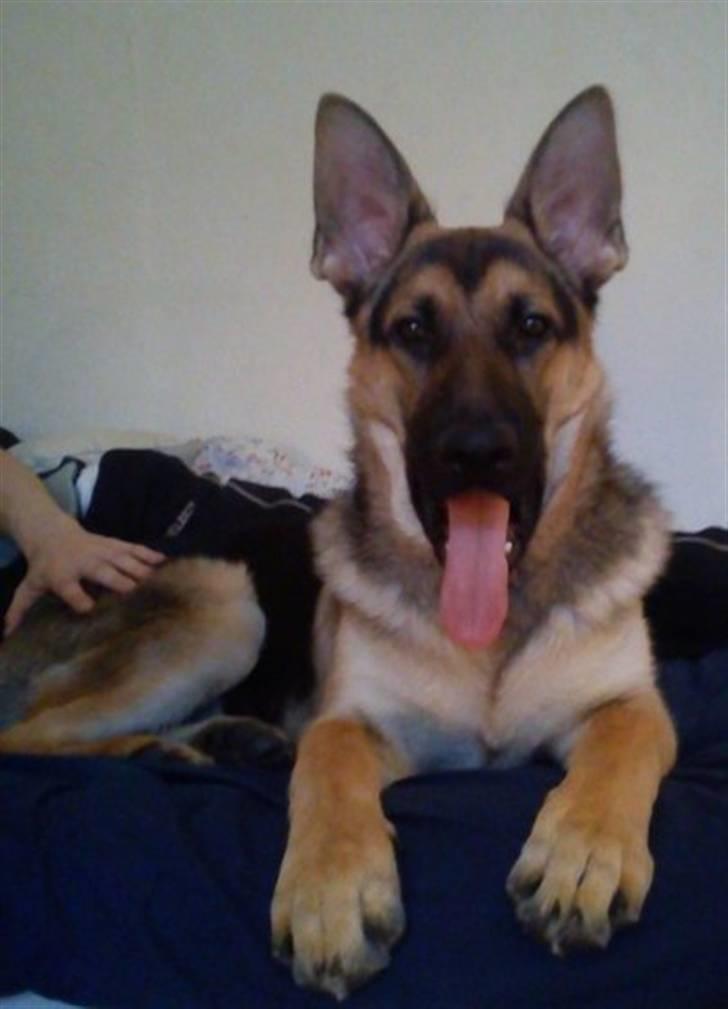 Schæferhund Loke billede 1