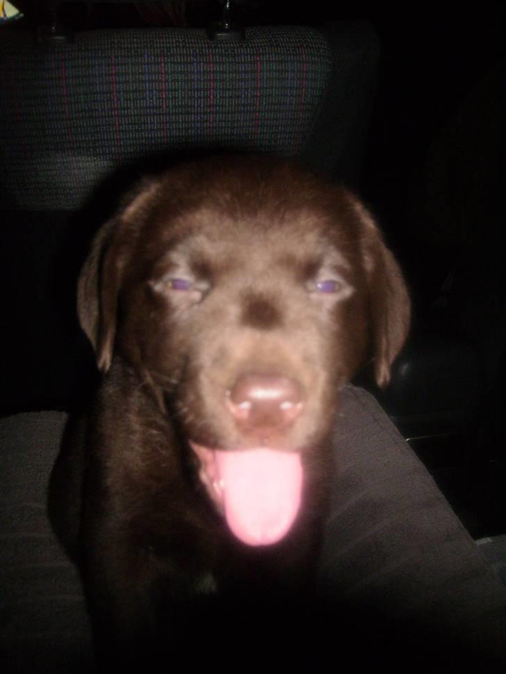 Labrador retriever Nellie<3. billede 7