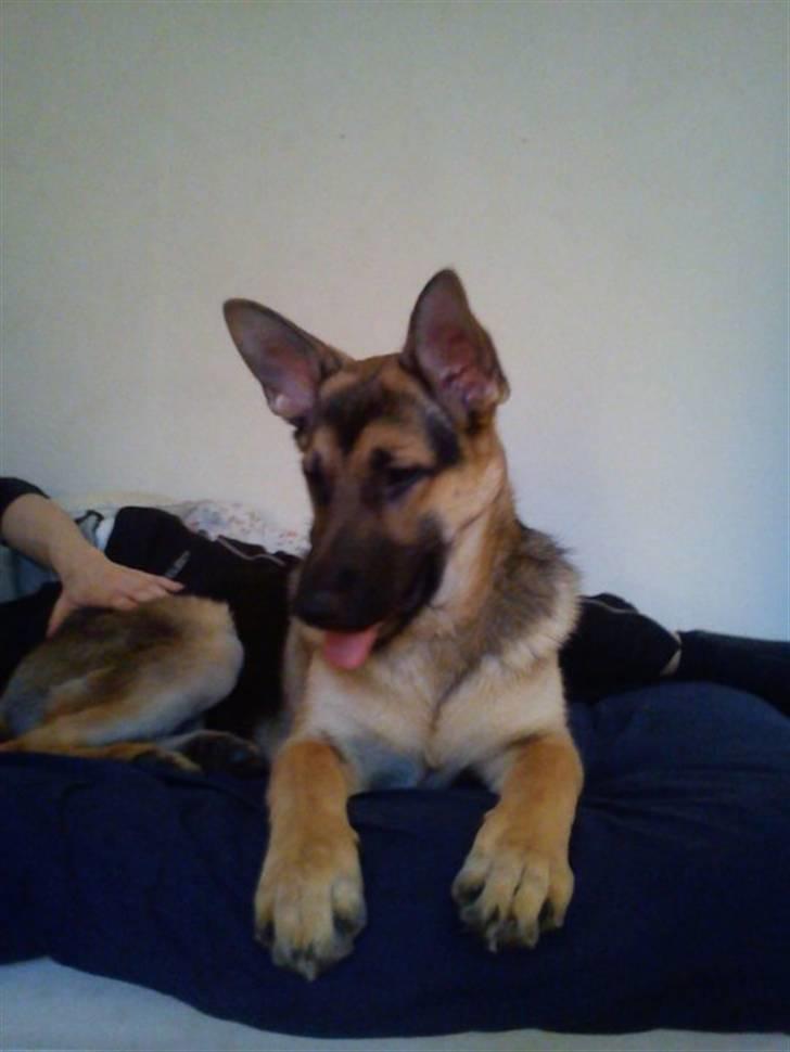 Schæferhund Loke billede 2