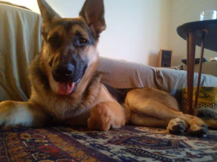 Schæferhund Loke billede 3