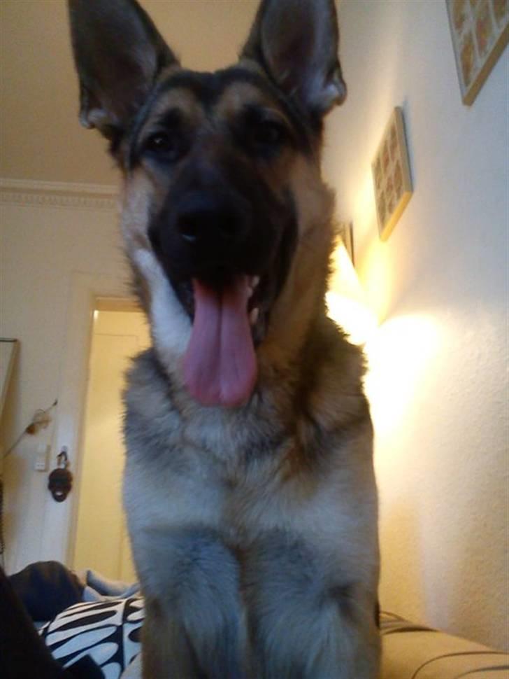 Schæferhund Loke billede 4