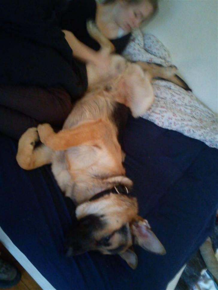 Schæferhund Loke - Nus mig! Nus mig! billede 5