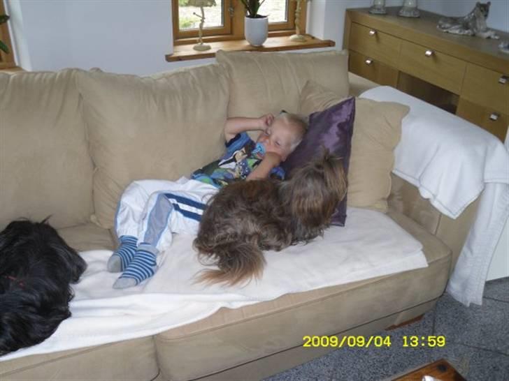 Shih tzu Ludwig. RIP ! billede 14