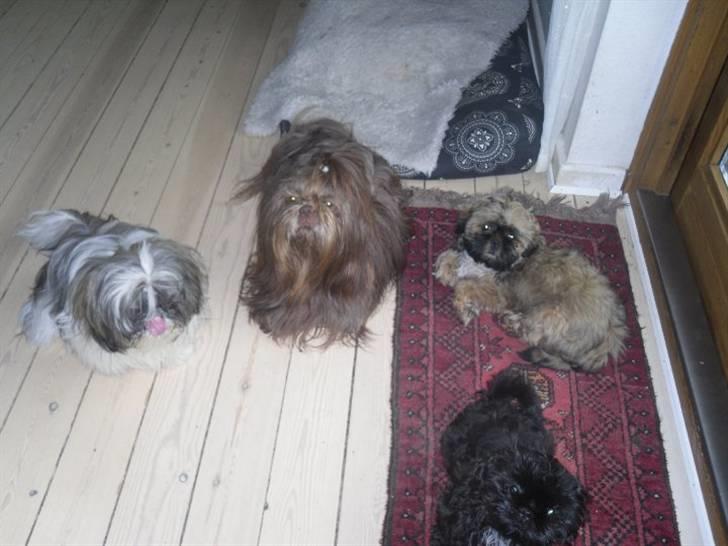 Shih tzu Ludwig. RIP ! billede 15