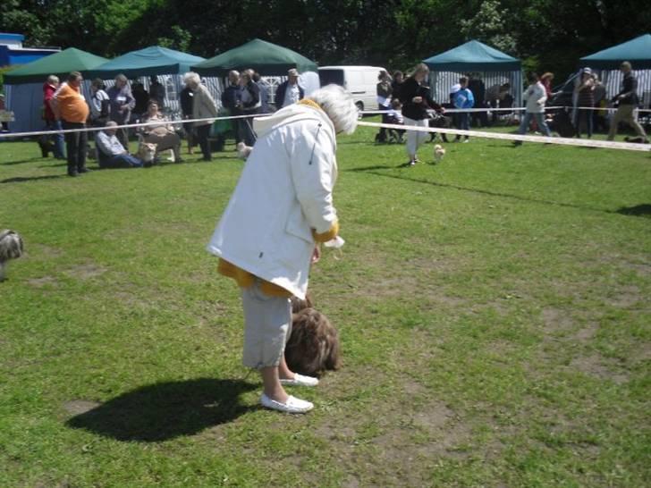 Shih tzu Ludwig. RIP ! billede 16