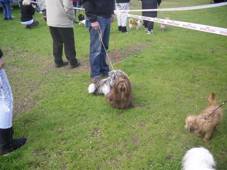 Shih tzu Ludwig. RIP ! billede 18