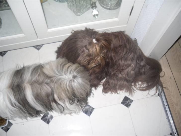 Shih tzu Ludwig. RIP ! billede 19