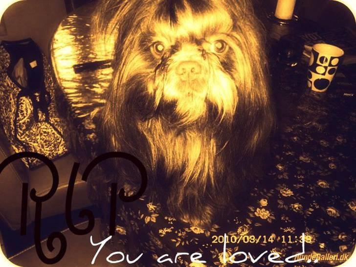 Shih tzu Ludwig. RIP ! billede 20