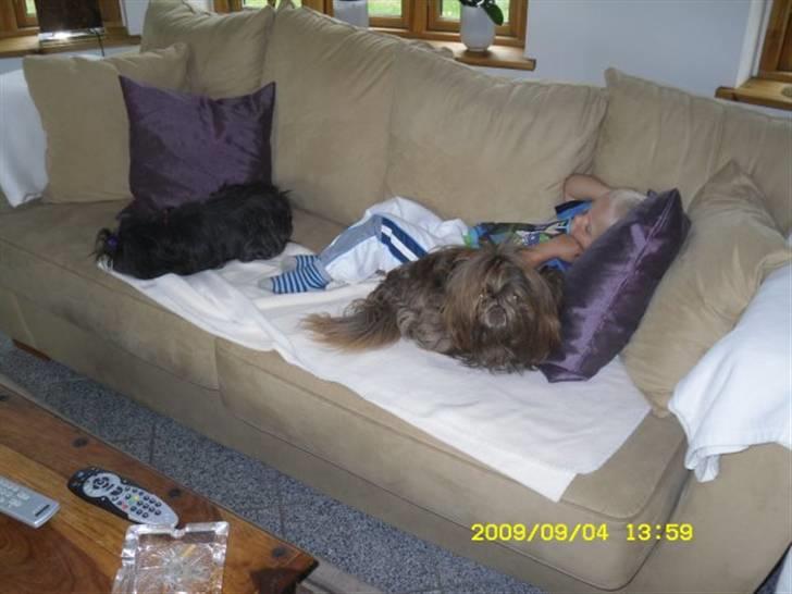 Shih tzu Frida  billede 8