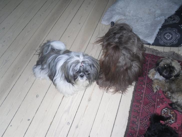 Shih tzu Daisy.  billede 12