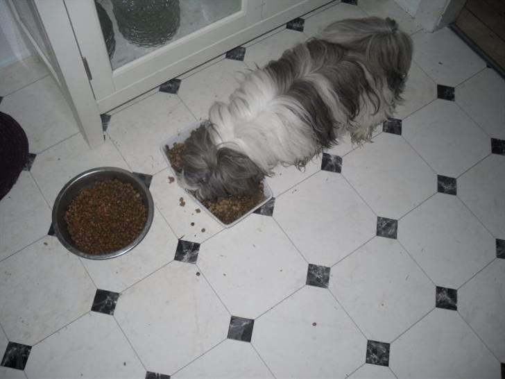 Shih tzu Daisy.  billede 13