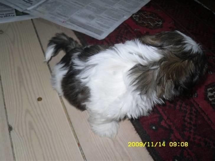 Shih tzu Daisy.  billede 14