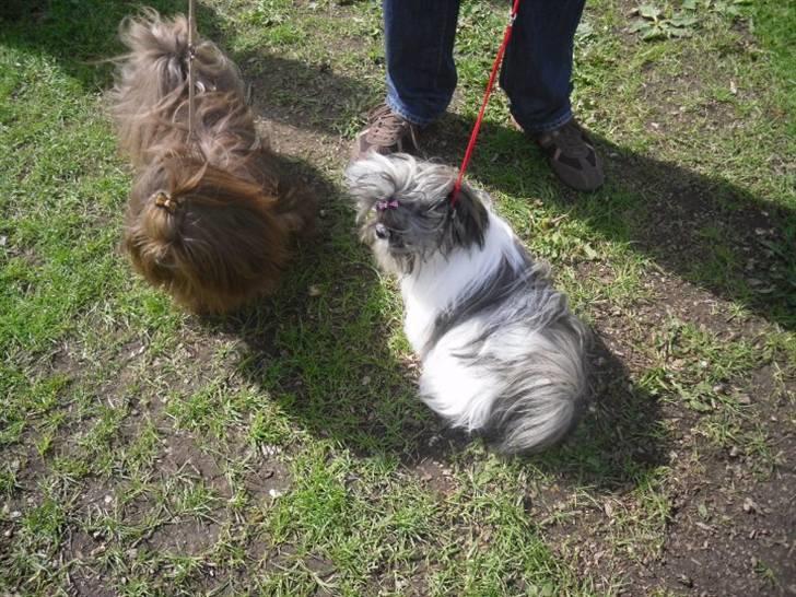 Shih tzu Daisy.  billede 15