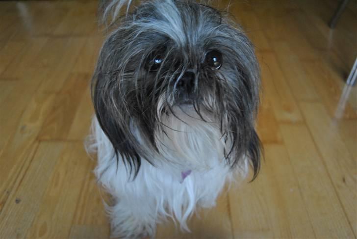 Shih tzu Daisy.  billede 16
