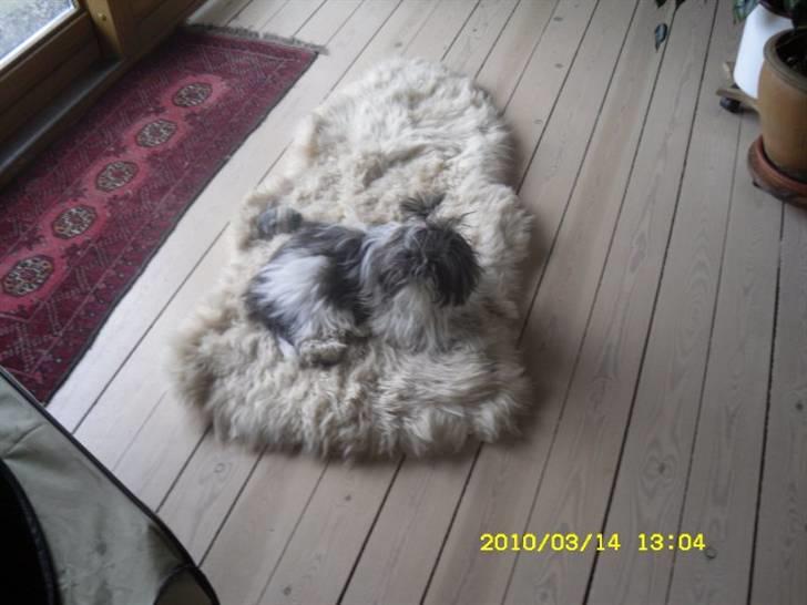 Shih tzu Daisy.  billede 17