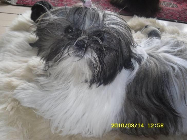 Shih tzu Daisy.  billede 18