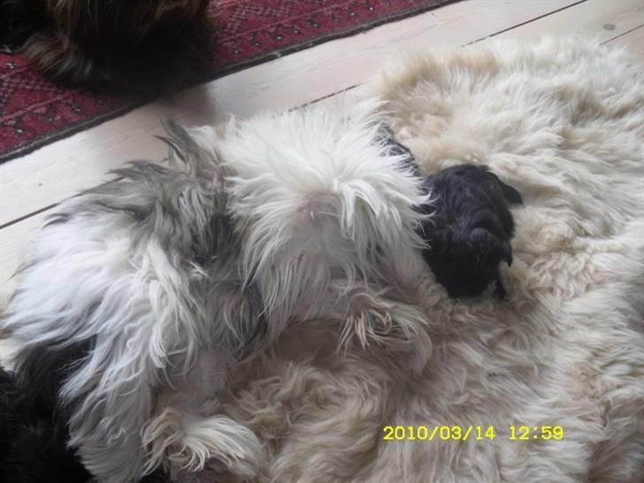 Shih tzu Daisy.  billede 20