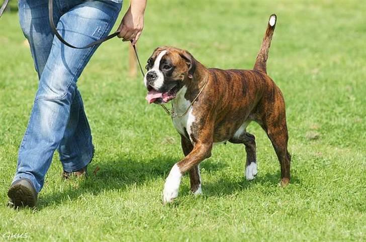 Boxer Schwartzbox Ficca - Junior årsvinder 2010 billede 18