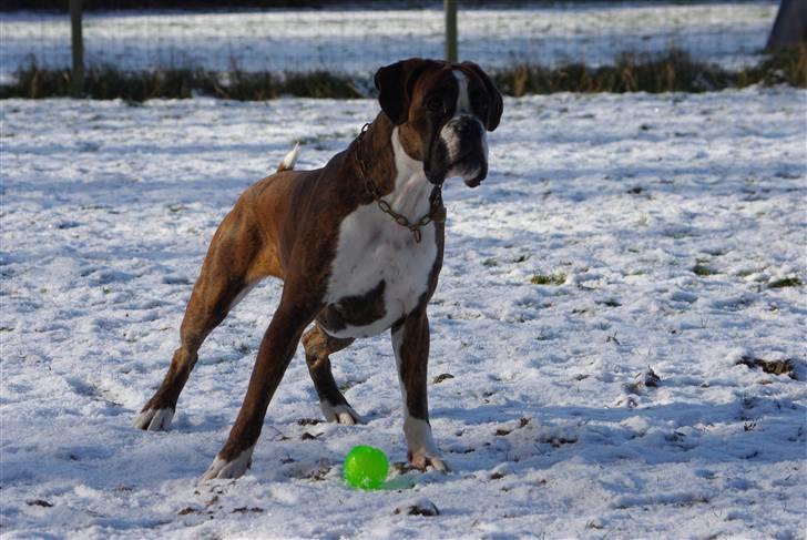 Boxer Schwartzbox Ficca billede 19