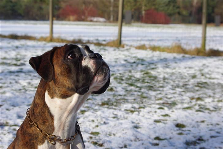 Boxer Schwartzbox Ficca - Ficca januar 2011 billede 20