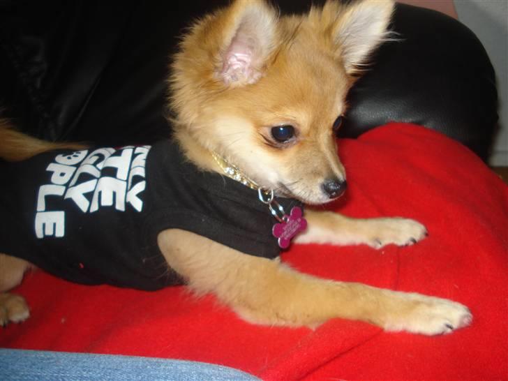 Blanding af racer Baliey billede 15